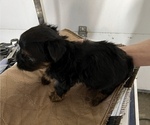 Small Photo #8 Yorkshire Terrier Puppy For Sale in ARKOMA, OK, USA
