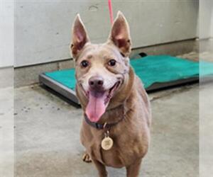 Unknown-Weimaraner Mix Dogs for adoption in Camarillo, CA, USA