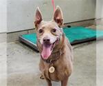 Small Weimaraner Mix