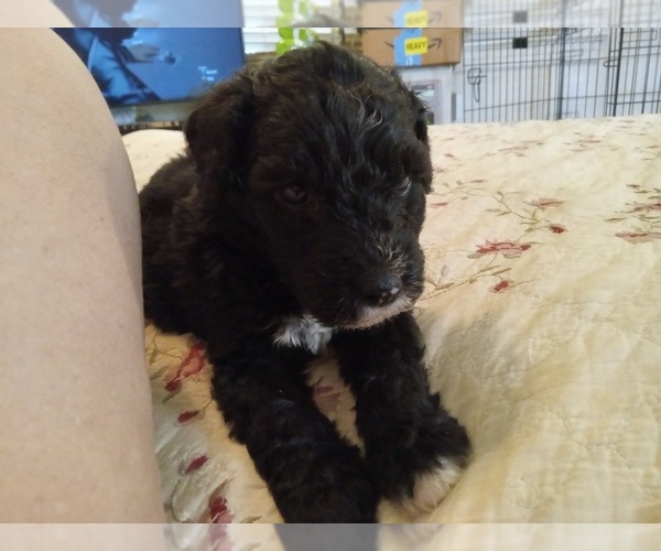 Medium Photo #1 Sheepadoodle Puppy For Sale in WARSAW, VA, USA
