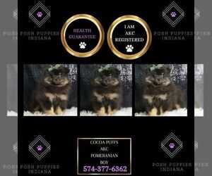 Pomeranian Puppy for sale in WARSAW, IN, USA