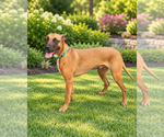 Small Photo #4 Rhodesian Ridgeback-Unknown Mix Puppy For Sale in McKinney, TX, USA
