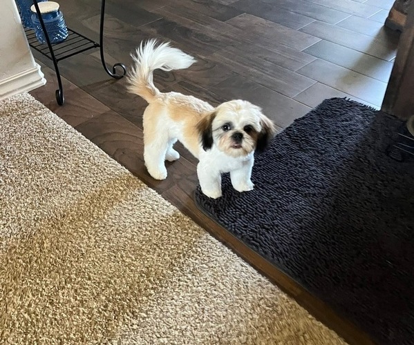 Medium Photo #2 Shih Tzu Puppy For Sale in HARRAH, OK, USA