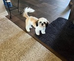 Small #1 Shih Tzu
