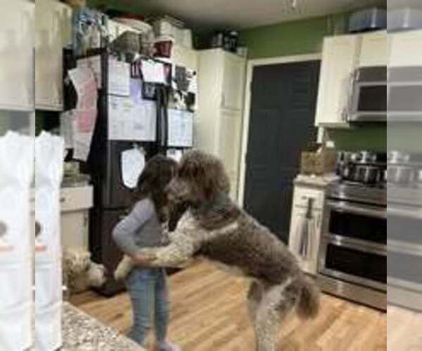 Medium Photo #1 Goldendoodle Puppy For Sale in HOWARD CITY, MI, USA