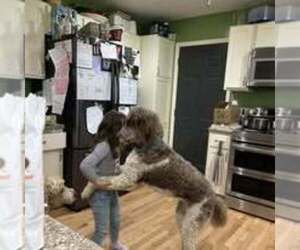 Mother of the Goldendoodle puppies born on 06/01/2025