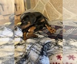 Small #2 Doberman Pinscher