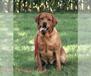 Mother of the Labrador Retriever puppies born on 06/20/2025