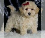 Small Photo #10 Maltipoo (Miniature) Puppy For Sale in WARSAW, IN, USA