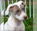 Small #1 American Bulldog-Whippet Mix