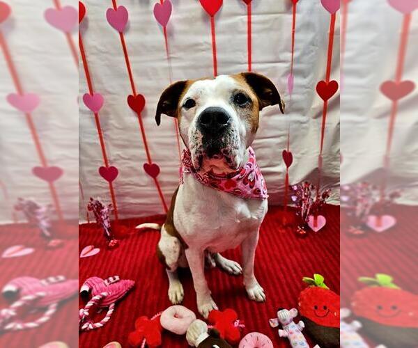 Medium Photo #3 Boxer Puppy For Sale in Frisco, CO, USA