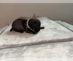 Small #1 American Bully
