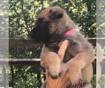 Small Photo #4 Belgian Malinois Puppy For Sale in BURNINGTOWN, NC, USA
