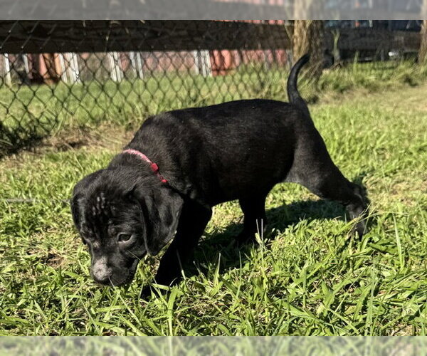 Medium Photo #4 Bulldog-Unknown Mix Puppy For Sale in Tarrytown, GA, USA