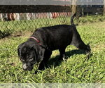 Small Photo #4 Bulldog-Unknown Mix Puppy For Sale in Tarrytown, GA, USA
