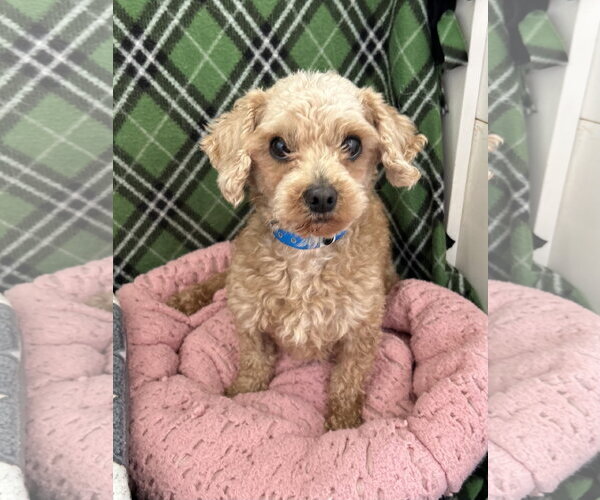 Medium Photo #1 Poodle (Miniature) Puppy For Sale in Pacolet, SC, USA