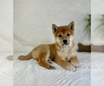 Image preview for Ad Listing. Nickname: Nova