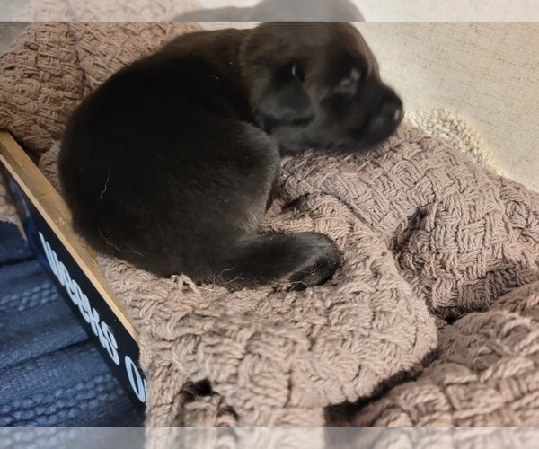 Medium Photo #11 Labrador Retriever Puppy For Sale in BONAIRE, GA, USA