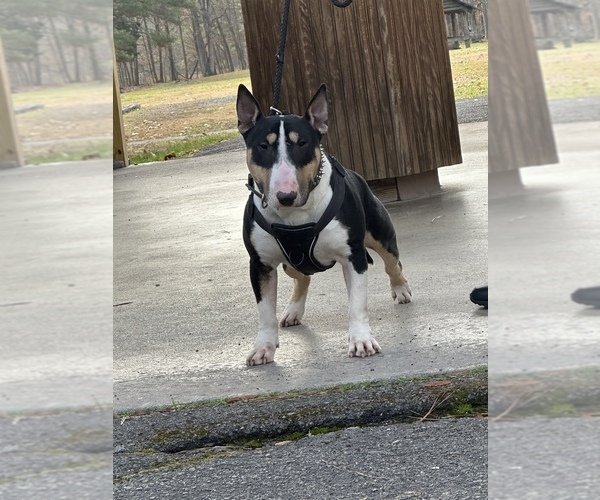 Medium Photo #1 Bull Terrier Puppy For Sale in DECATUR, TN, USA