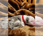 Small Photo #73 Sheepadoodle Puppy For Sale in LEHI, UT, USA