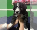 Puppy Mr Smith Border Collie