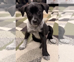 Borador Dogs for adoption in Clarkston, MI, USA
