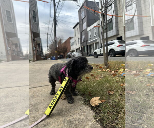 Medium Photo #10 Mutt Puppy For Sale in Philadelphia, PA, USA