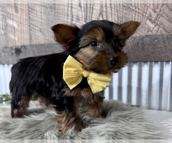 Medium Photo #8 Yorkshire Terrier Puppy For Sale in NAPPANEE, IN, USA