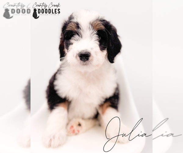 Medium Photo #1 Bernedoodle Puppy For Sale in TIPTON, IN, USA