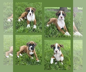 Boxer Puppy for sale in NORTHBORO, IA, USA