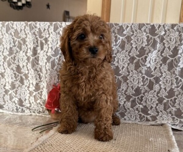 Medium Photo #1 Cavapoo (Miniature) Puppy For Sale in THORP, WI, USA