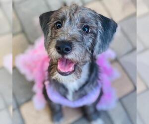Surf Pup - Swell - Female Colonial Cocker Spaniel-Unknown Mix Dog for Adoption - Photo #3