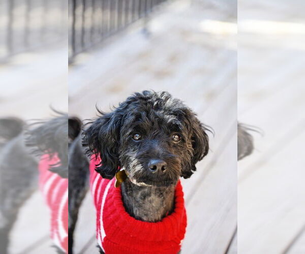 Medium Photo #2 Poodle (Miniature)-Unknown Mix Puppy For Sale in Sandy, UT, USA