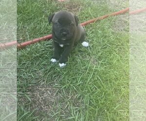 Labrador Retriever-Unknown Mix Dogs for adoption in Holly Springs, NC, USA