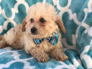 Poochon Puppy for sale in EAST EARL, PA, USA