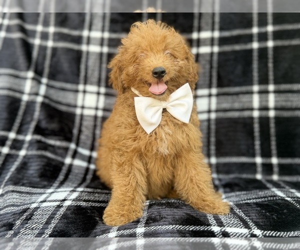 Medium Photo #8 Goldendoodle (Miniature) Puppy For Sale in LAKELAND, FL, USA