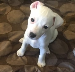 Jack Russell Terrier Puppy for sale in LAS VEGAS, NV, USA