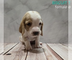 Basset Hound Puppy for Sale in GARLAND, Texas USA