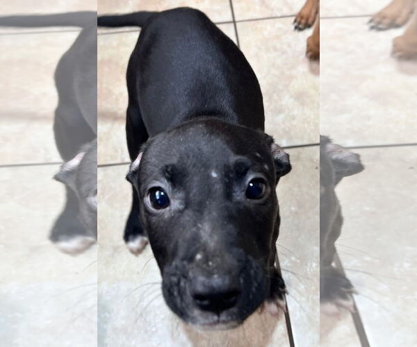 Medium Photo #1 American Staffordshire Terrier-Unknown Mix Puppy For Sale in Tracy City, TN, USA