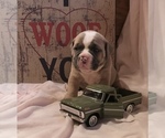 Puppy 10 Olde English Bulldogge