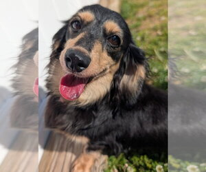 Dachshund Dogs for adoption in Shelbyville, TN, USA