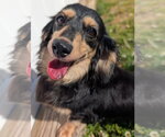 Small Dachshund