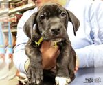 Small #5 Labrador Retriever Mix
