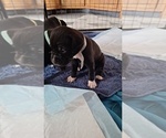 Small #5 Cane Corso