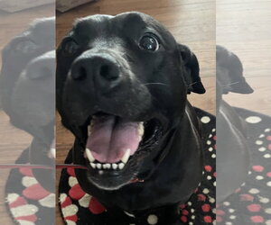 Chloe - Female Labrador Retriever-Staffordshire Bull Terrier Mix Dog for Adoption