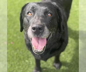 Labrador Retriever Dogs for adoption in San Diego, CA, USA
