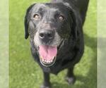 Tasha - Adopted! - Female Labrador Retriever Dog for Adoption - Small photo