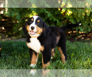 Bernese Mountain Dog Puppy for sale in WOLCOTTVILLE, IN, USA