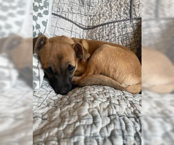 Medium Photo #4 Chihuahua-Unknown Mix Puppy For Sale in Plainfield, IL, USA