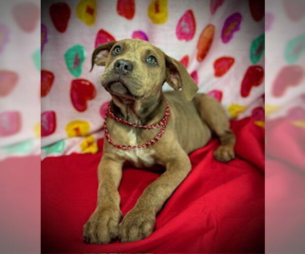 Medium Photo #4 Black Mouth Cur-Catahoula Leopard Dog Mix Puppy For Sale in Pleasanton, TX, USA